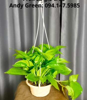 Chậu trầu bà xanh treo
